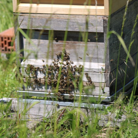 Wiegeeinheit fertig installiert unter einem Bienenstock.
